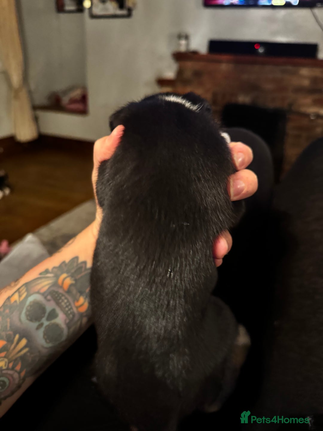 Mixed Breed dogs for sale: Pups for sale  - Advert 24