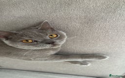 British Shorthair cats for sale: 8 months lilac male British Shorthair - Image 1