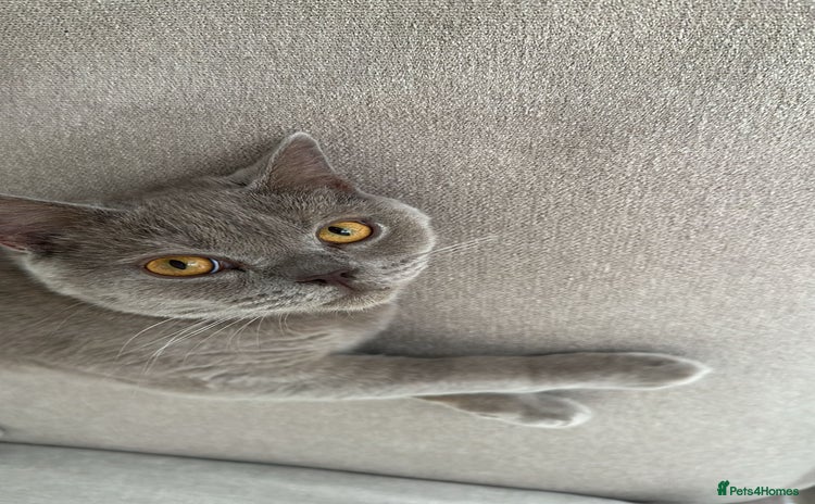 British Shorthair cats - Advert 5