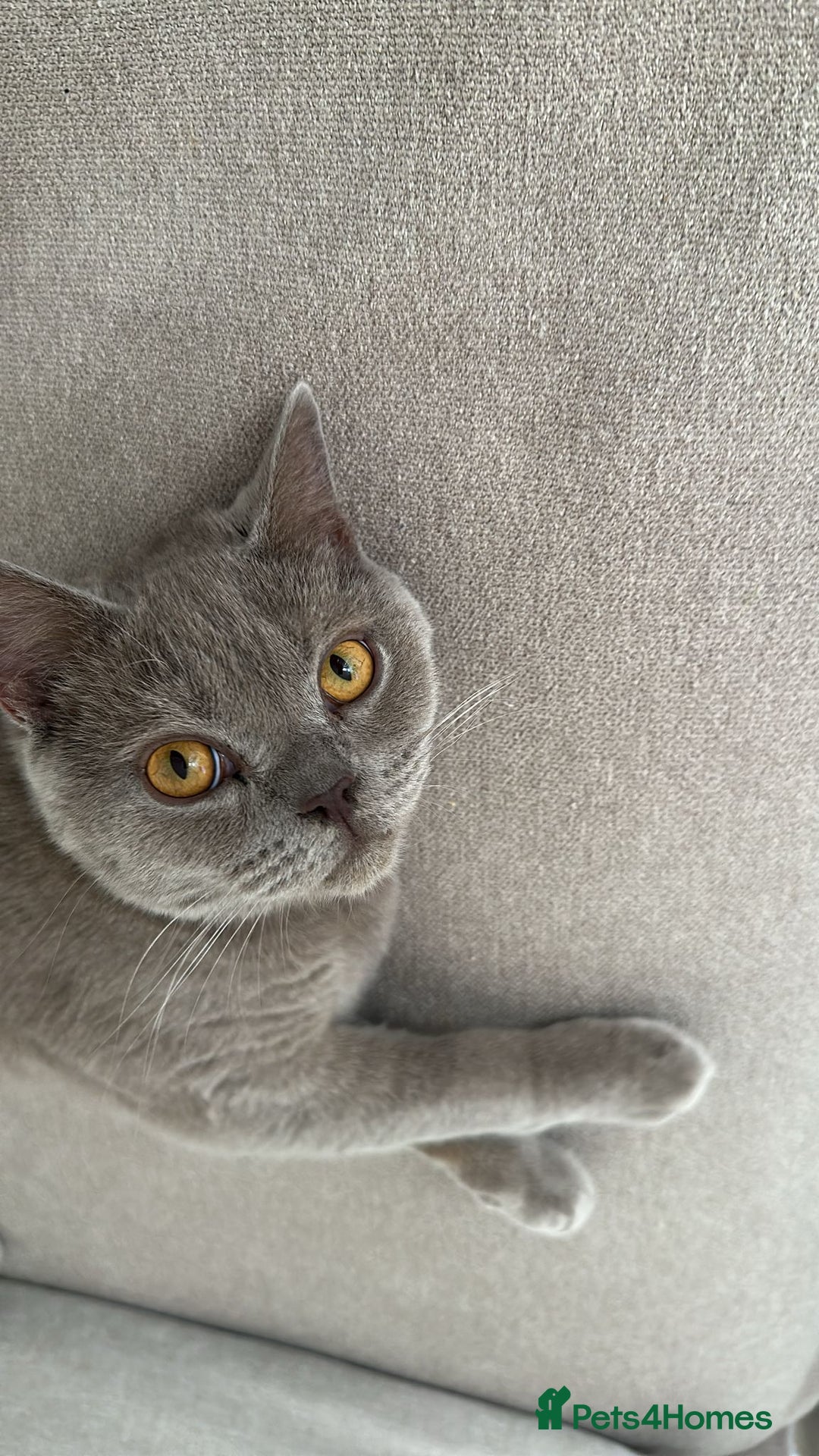 British Shorthair cats for sale: 8 months lilac male British Shorthair - Image 1