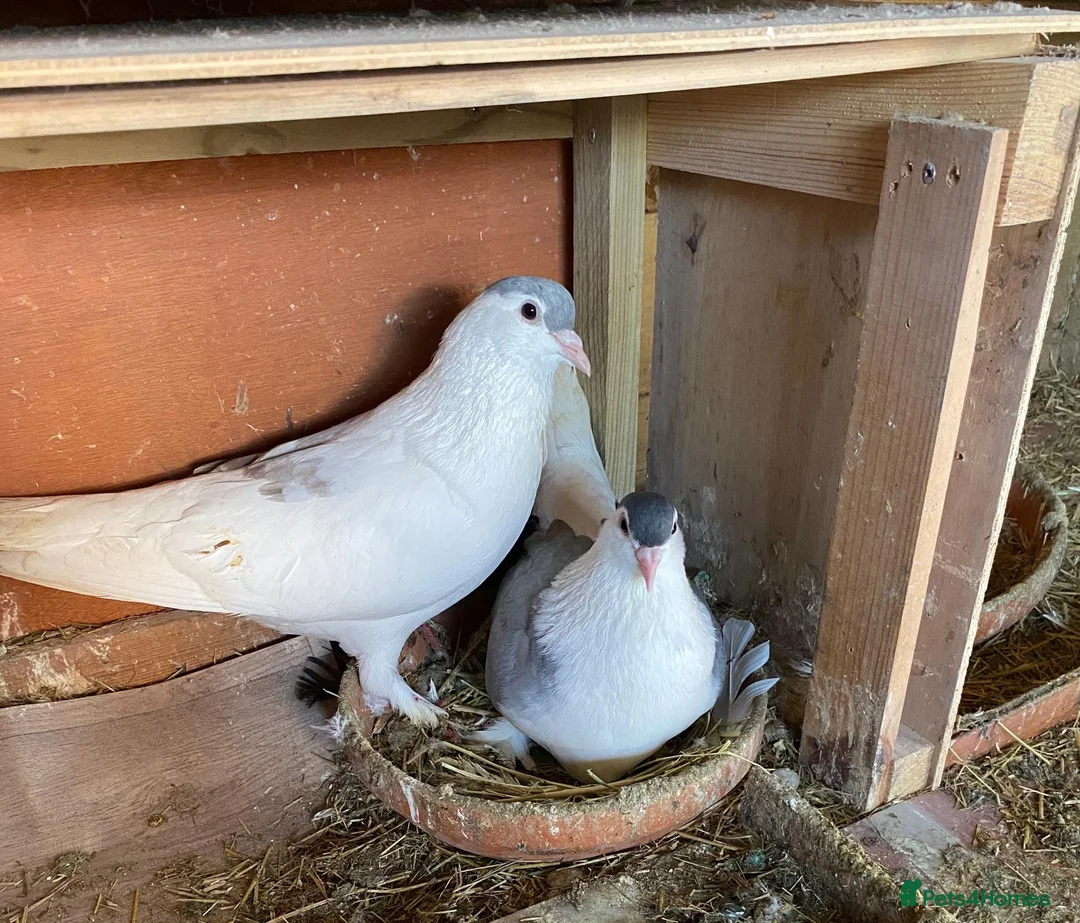 Pigeons birds for sale: Pure Pakistani Lahore Pigeons - Advert 2