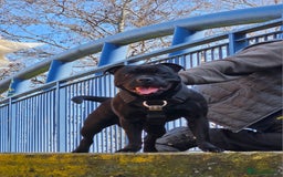Staffordshire Bull Terrier dogs for sale: Beautiful black and blue kc pups - Image 6
