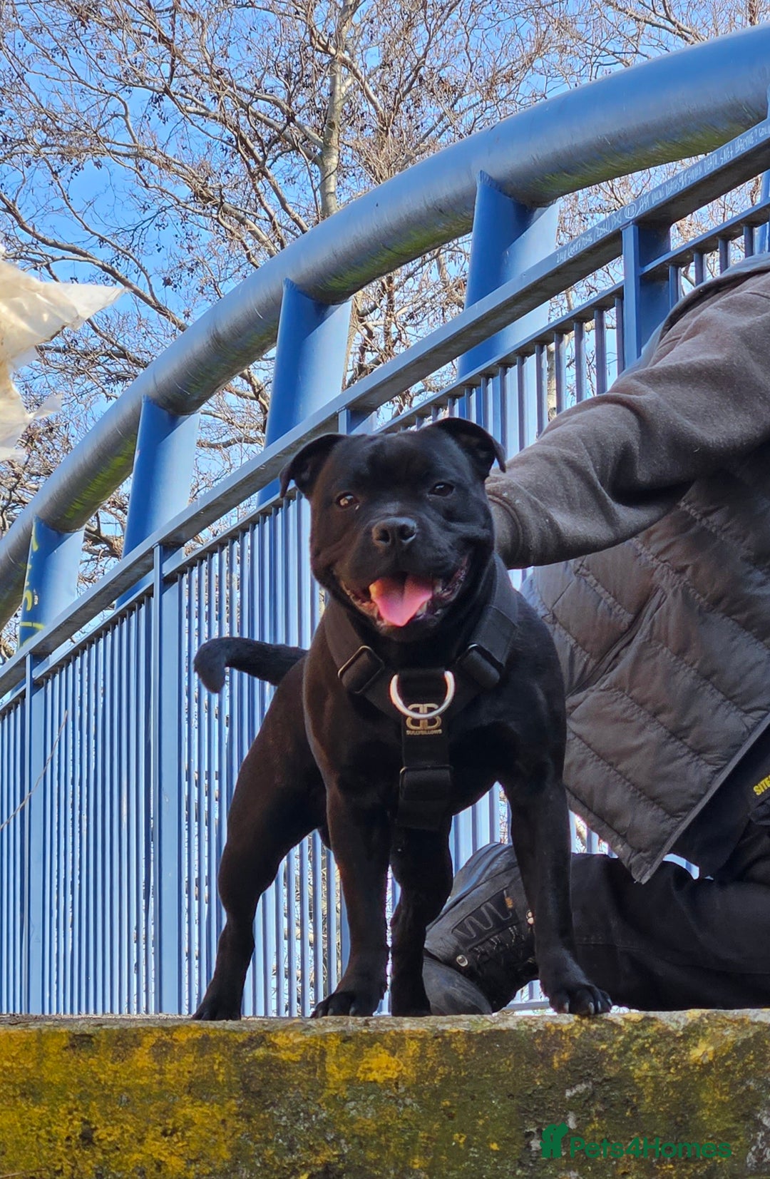 Staffordshire Bull Terrier dogs for sale: Beautiful black and blue kc pups - Image 6
