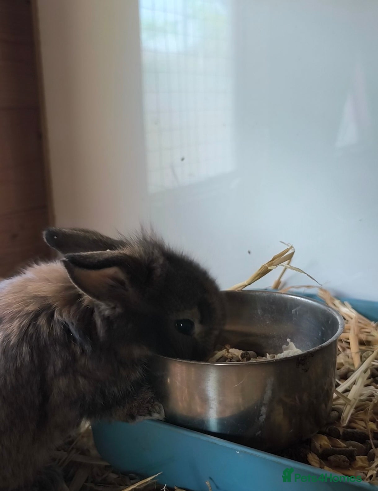 Mini Lop rabbits for sale: Rare Mini Lion Lop Babies for Sale  - Advert 27