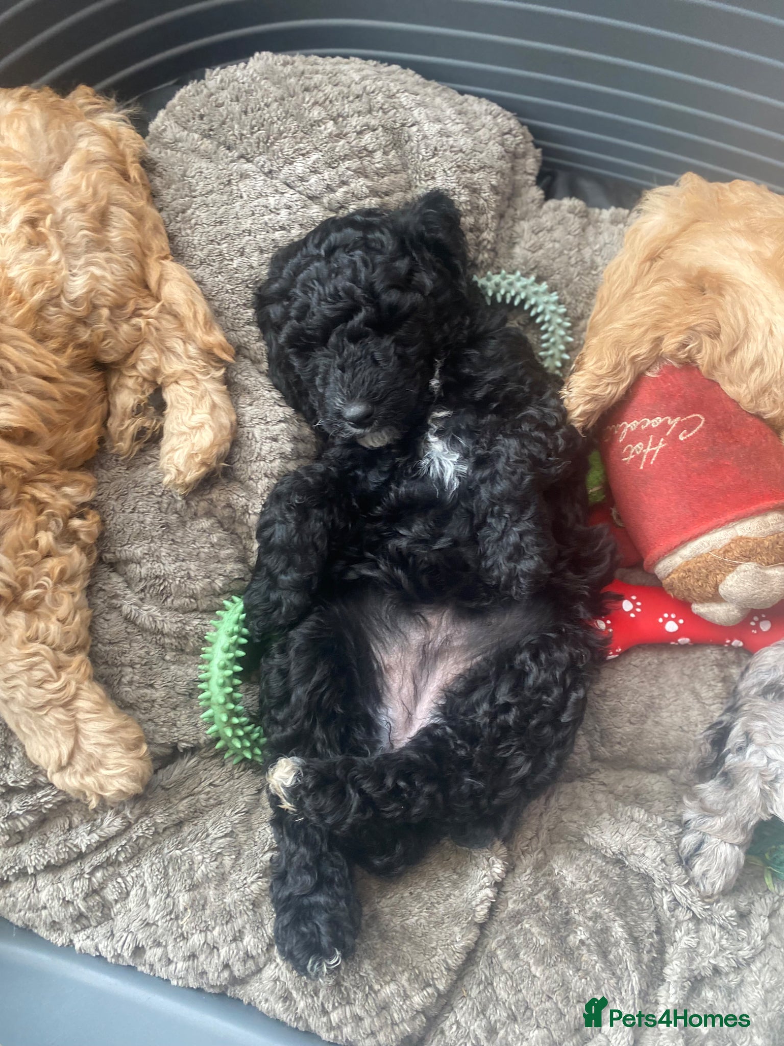 Goldendoodle dogs for sale: Rosa's Rascals Miniature Goldendoodles F2BB's - Advert 1