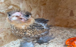 Chickens poultry for sale: Silver pencil Wyandotte LF,gold partridge brahmas  - Image 6