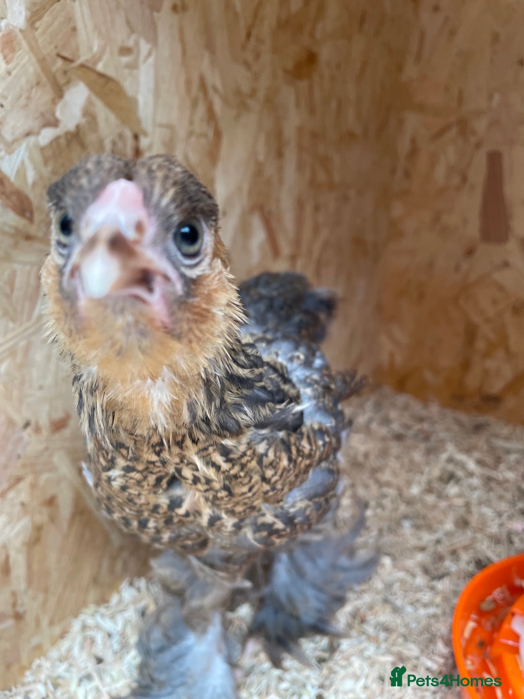 Chickens poultry for sale: Silver pencil Wyandotte LF,gold partridge brahmas  - Image 6