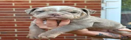 Old Tyme Bulldog dogs for sale: 2 LOVELY BOYS LEFT NEBBR REGISTERED - Advert 11