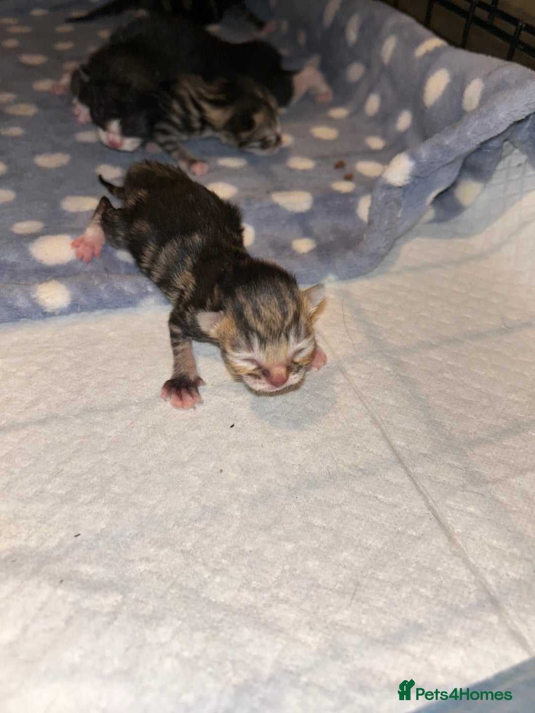 Mixed Breed cats for sale: 4 beautiful kitten mixed  - Advert 5