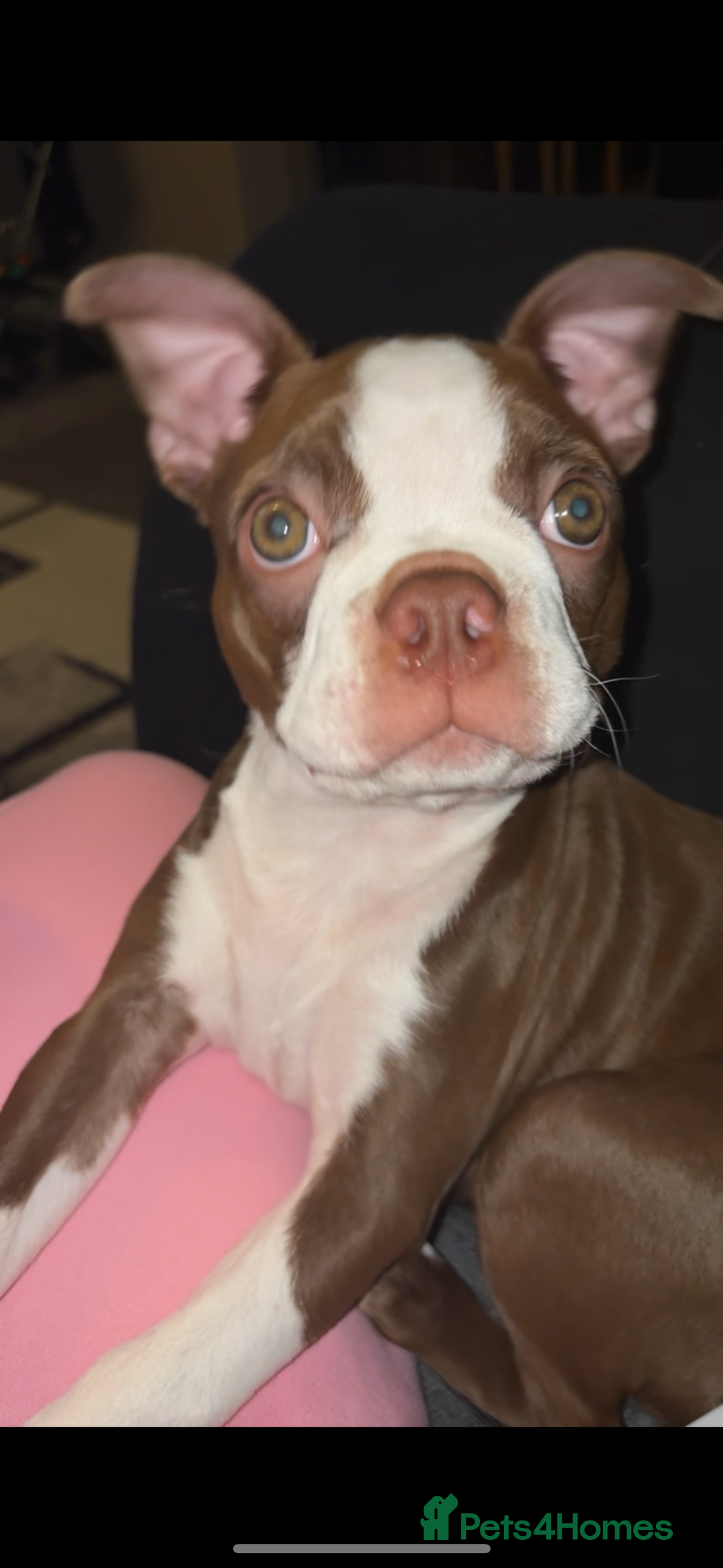 Boston Terrier dogs for sale: Boston terrier puppy - Advert 6