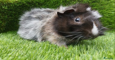 Guinea Pig rodents - Advert 11
