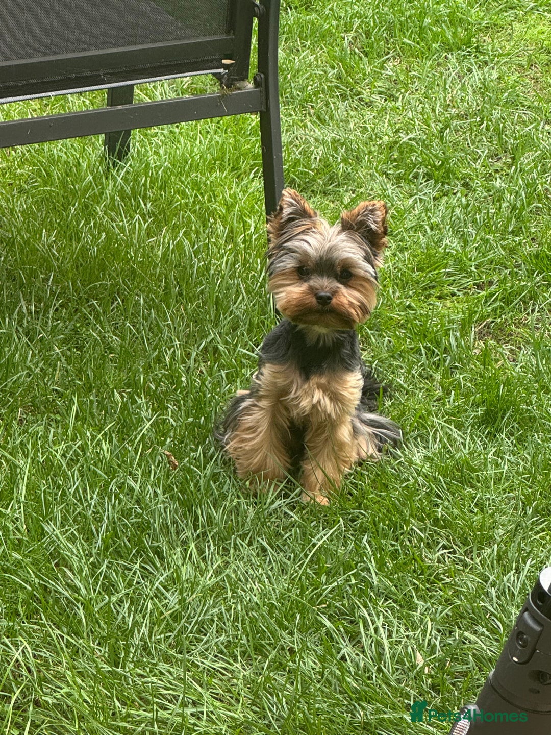 Yorkshire Terrier dogs for stud: Stud only  - Advert 4