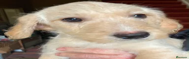 Labradoodle 4