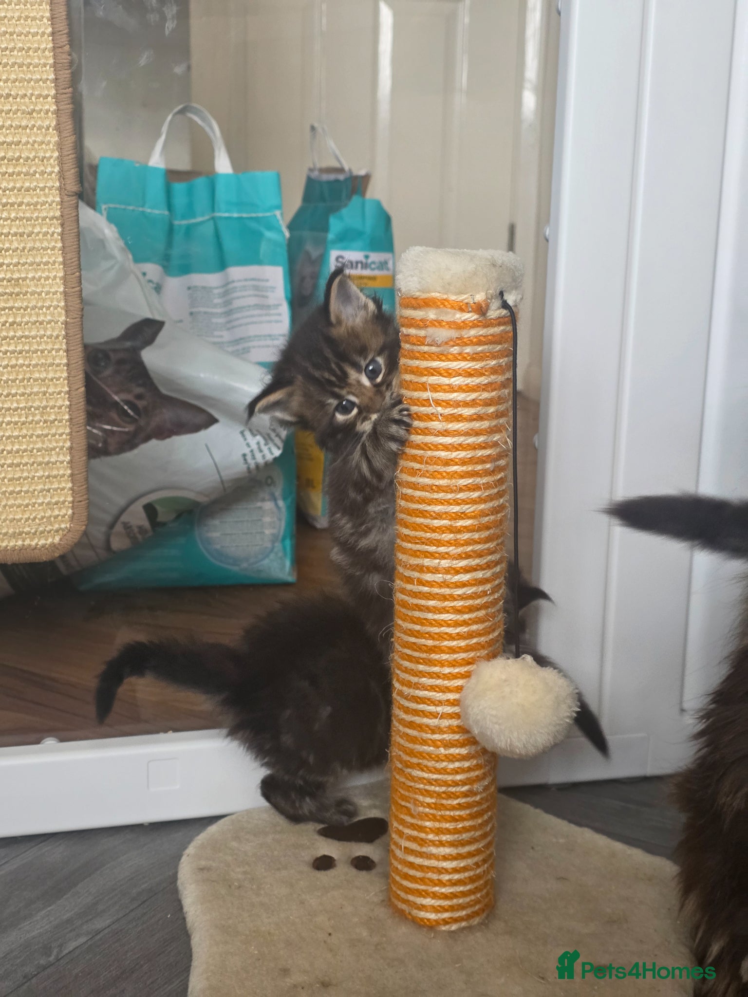 Maine Coon cats Adorable Kittens Looking for Loving Homes 🐾 - Advert 5