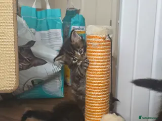 Maine Coon cats Adorable Kittens Looking for Loving Homes 🐾 - Advert 5