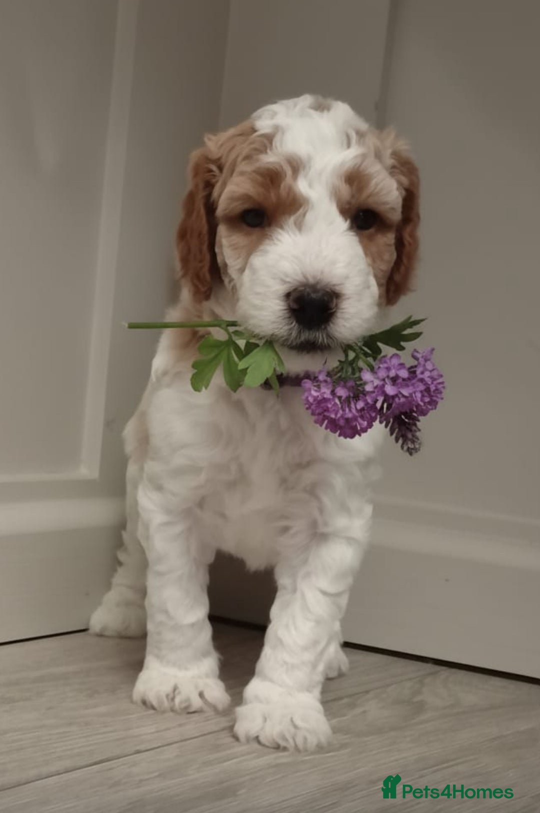 Double Doodle dogs for sale: Parti Double Doodles🐾  - Advert 23