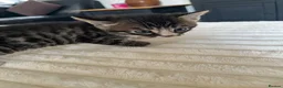Bengal cats for sale: Bengal cross kittens in Frodsham - Advert 12