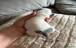 French Bulldog dogs for sale: Best sofa needed  - Image 8