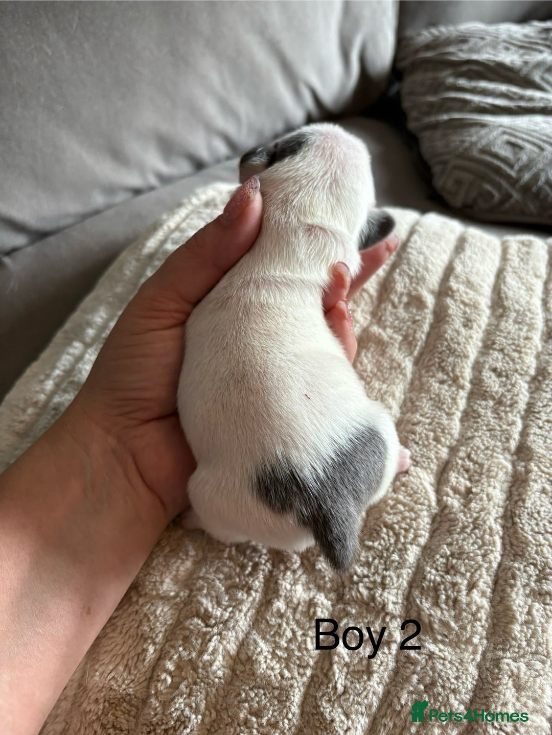 French Bulldog dogs for sale: Best sofa needed  - Image 8