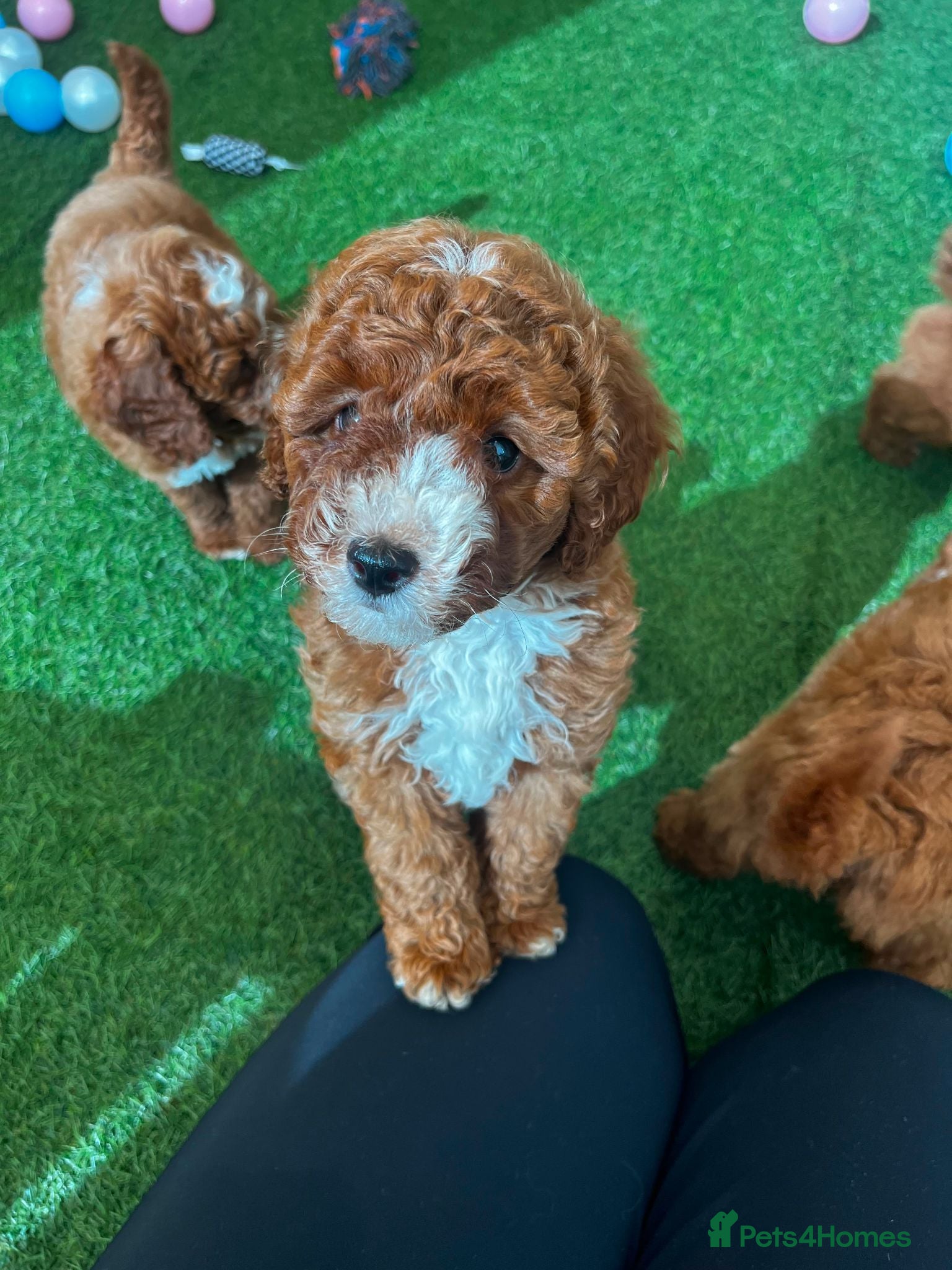 Cockapoo dogs F1b, genetically health clear - Advert 1