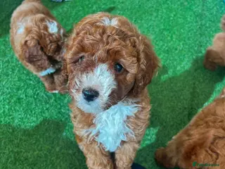 Cockapoo dogs F1b, genetically health clear - Advert 1