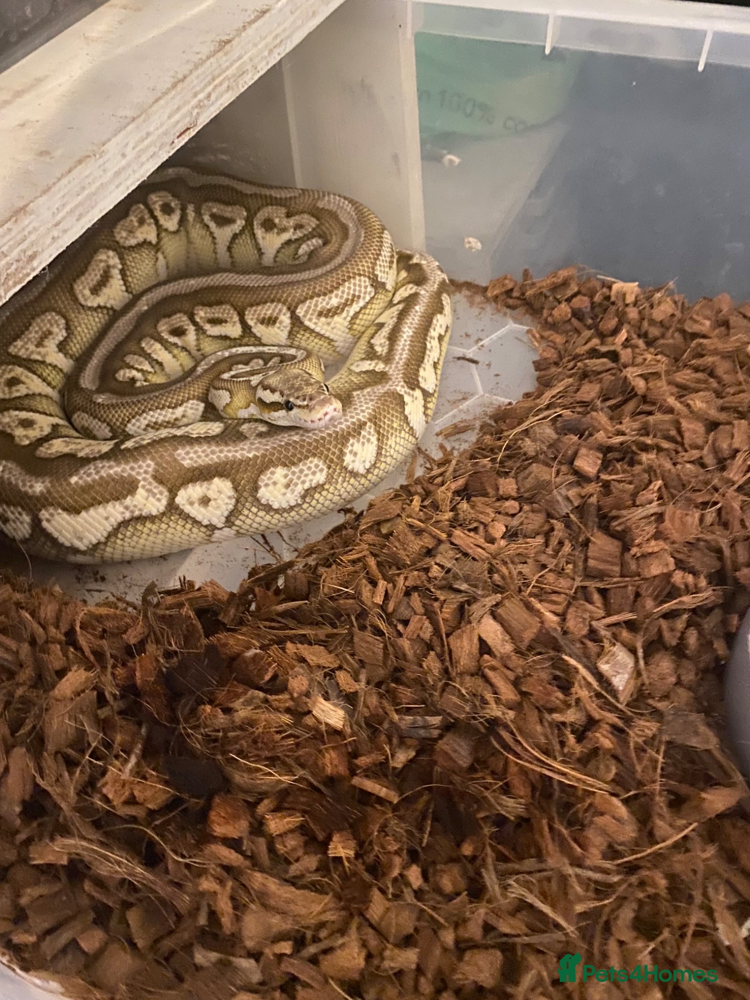 Python Snake reptiles 2023 spotnose lesser pastel het clown  - Advert 1