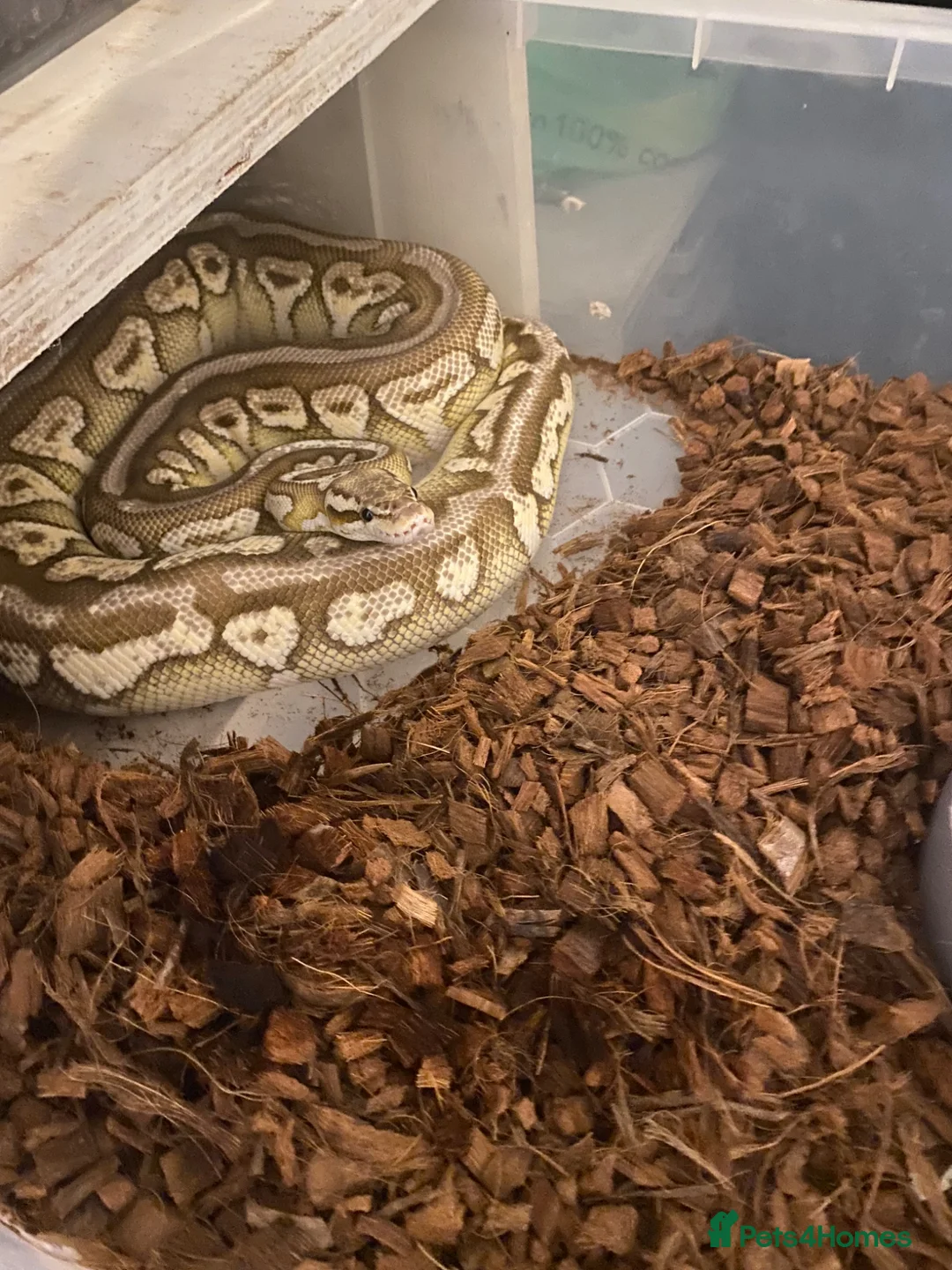 Python Snake reptiles for sale: 2023 spotnose lesser pastel het clown  - Advert 1