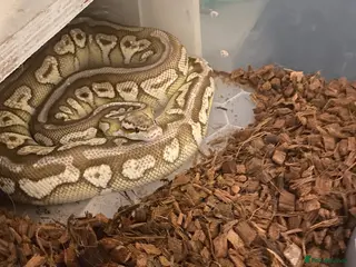 Python Snake reptiles 2023 spotnose lesser pastel het clown - Advert 5