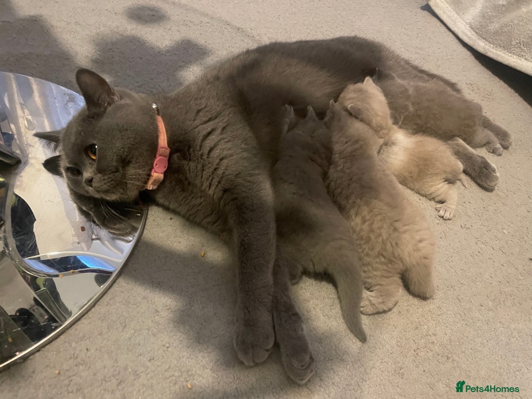 British Shorthair cats for sale:  Pedigree British shorthair kitten - Advert 15