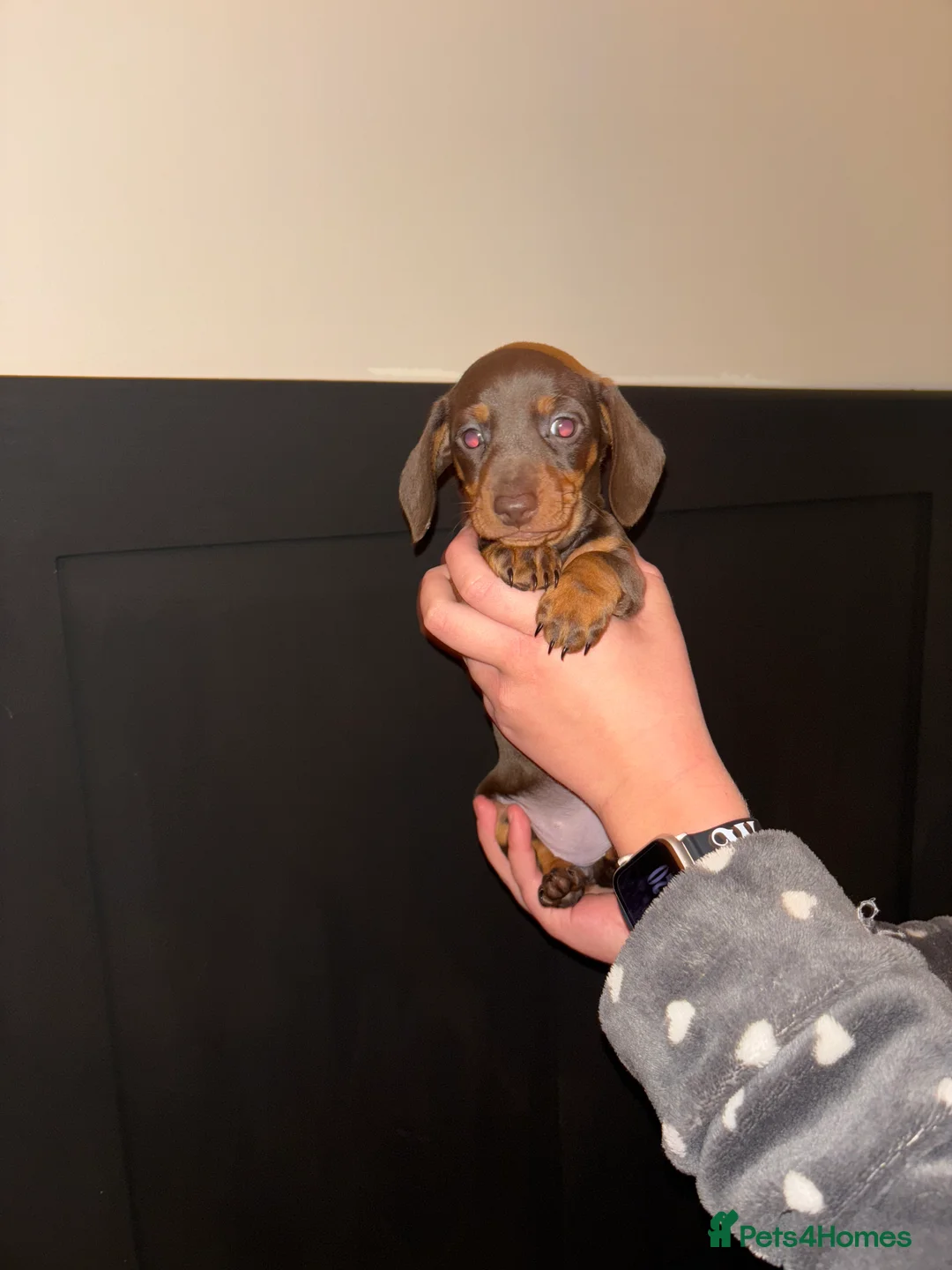 Miniature Dachshund dogs for sale: Miniature dachshund  - Advert 2