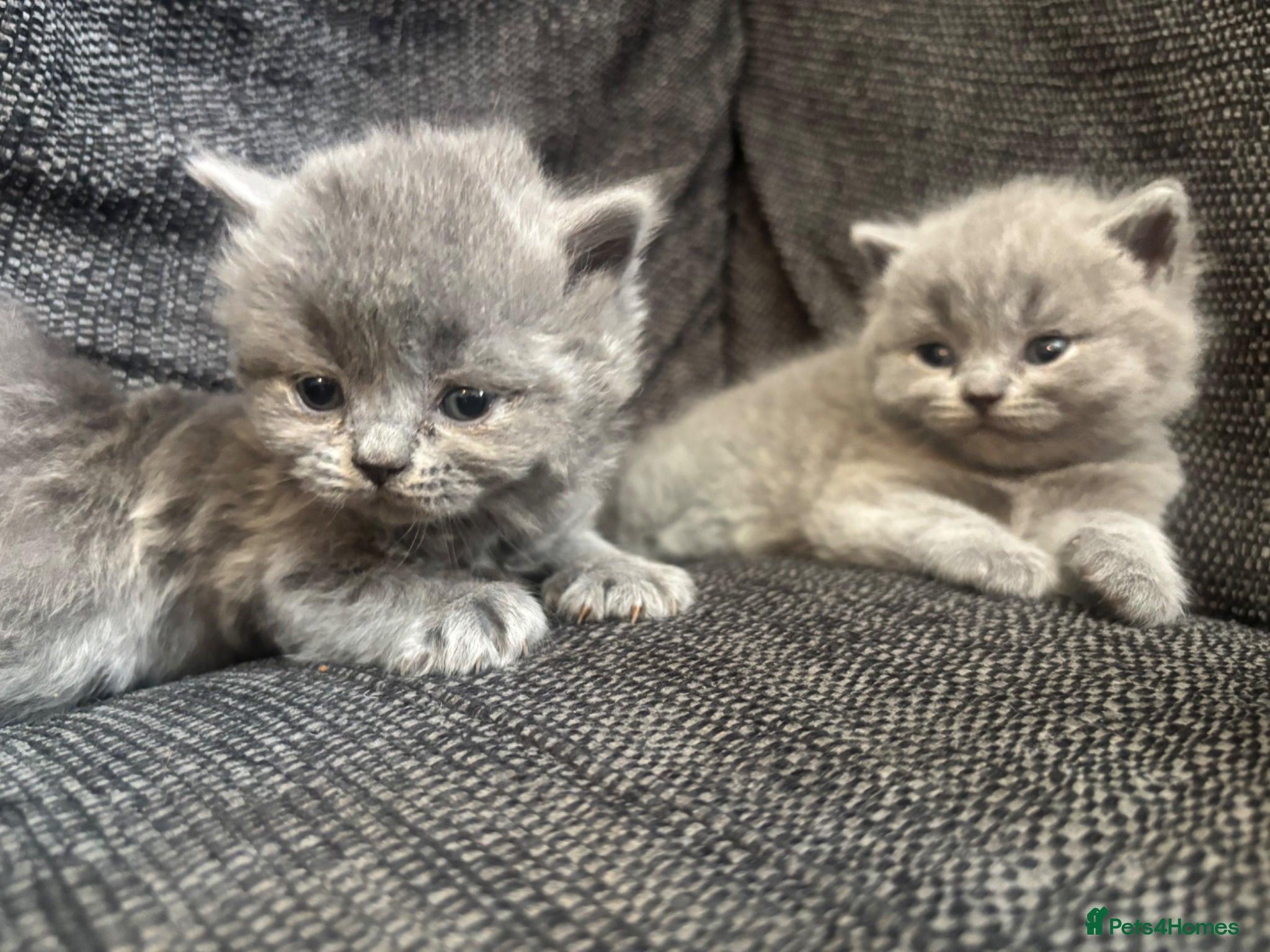 British Longhair cats for sale: British long haired blue girls  - Advert 11