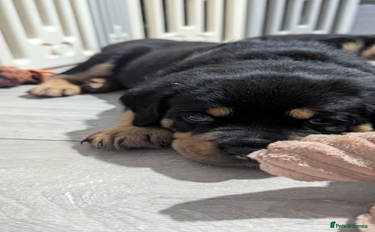 Rottweiler dogs - Advert 6