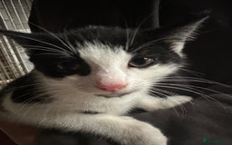Mixed Breed cats for sale: Kittens - Image 2