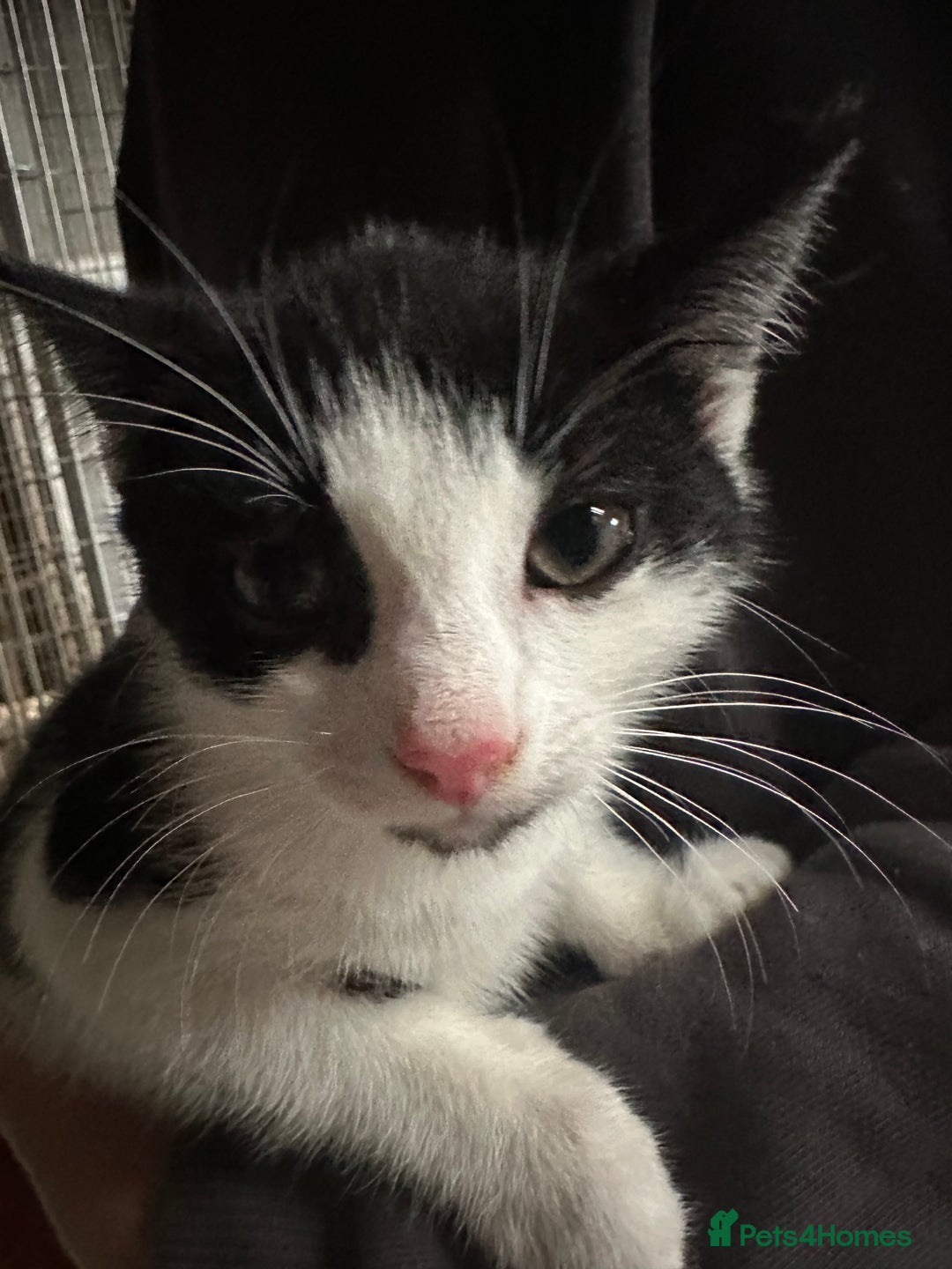 Mixed Breed cats for sale: Kittens - Image 2