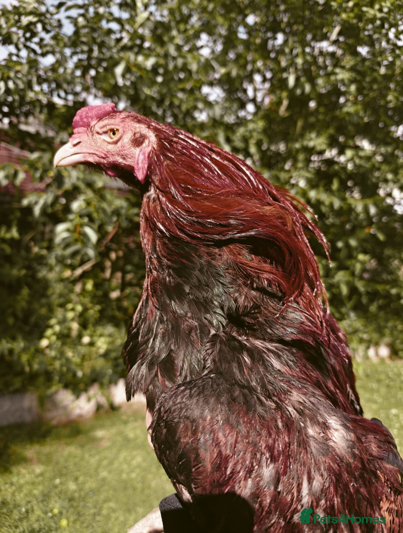 Chickens poultry 🌟Imported egg Aseel Rooster🌟 - Advert 2