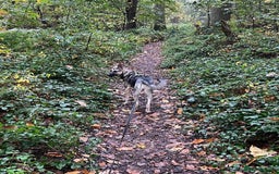 Mixed Breed dogs for adoption: FREYA - Looking for a loving, supportive home. - Image 7