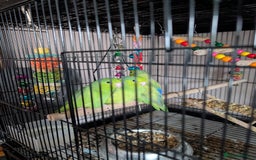 Parrots birds for sale: PARROTLET  - Image 5
