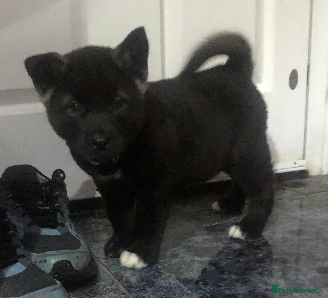 Akita dogs for sale: 7 bear faced American Akitas puppies  - Advert 4