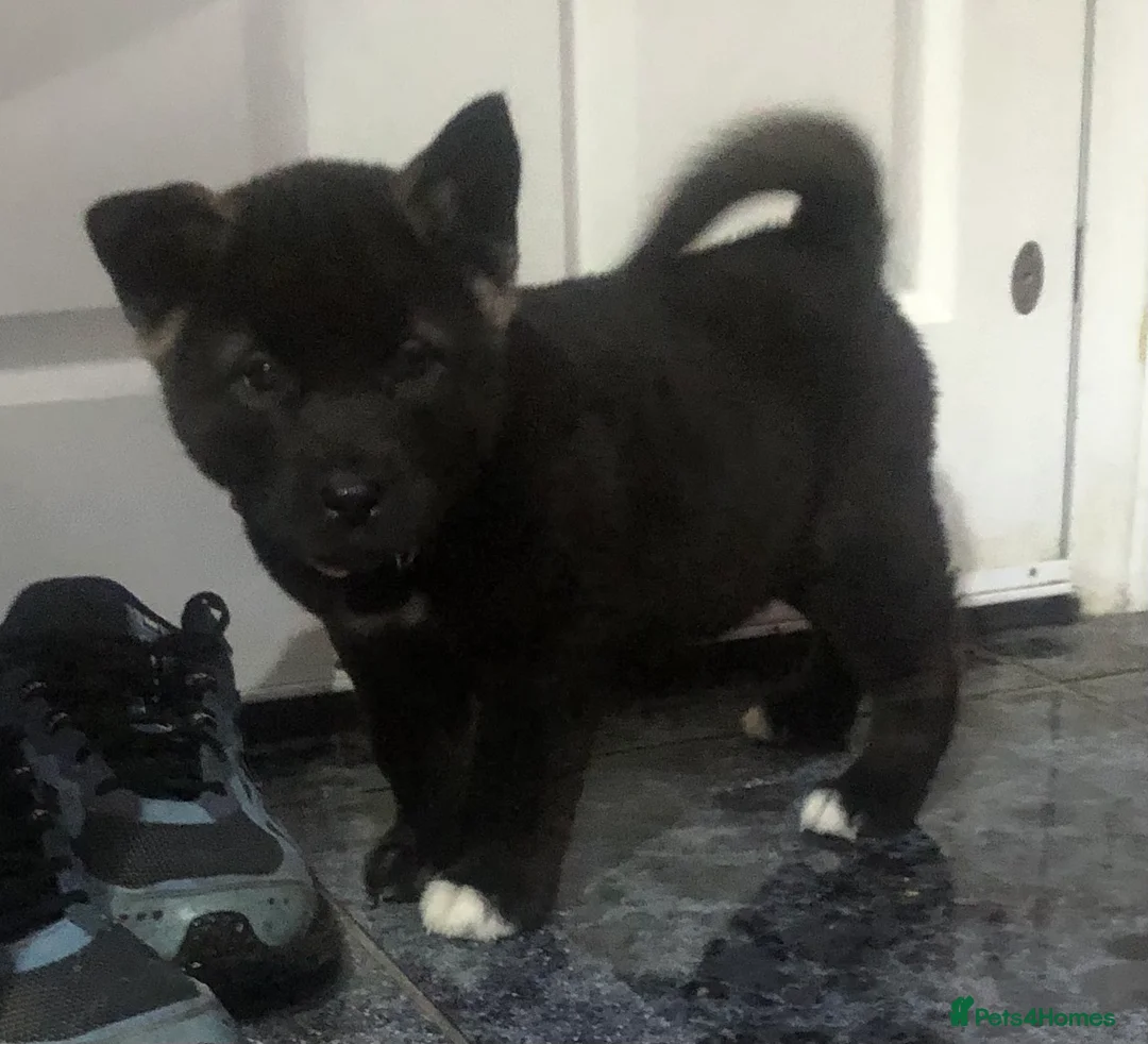 Akita dogs for sale: 7 bear faced American Akitas puppies  - Advert 5