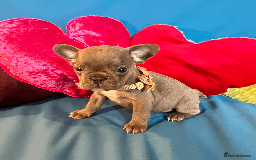 French Bulldog dogs for sale: Adorable Puppies Looking for a New Home! - Image 13