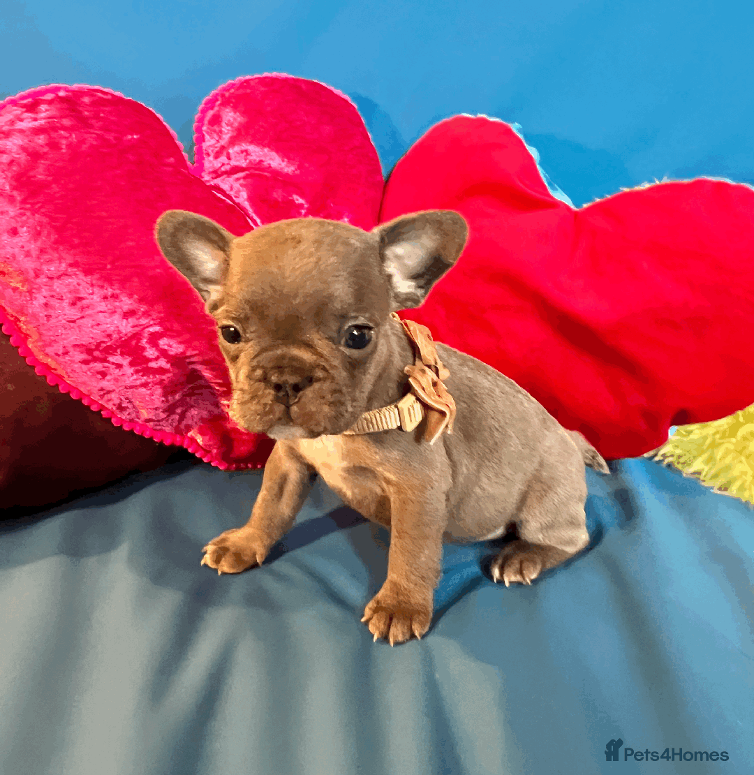 French Bulldog dogs for sale: Adorable Puppies Looking for a New Home! - Image 13