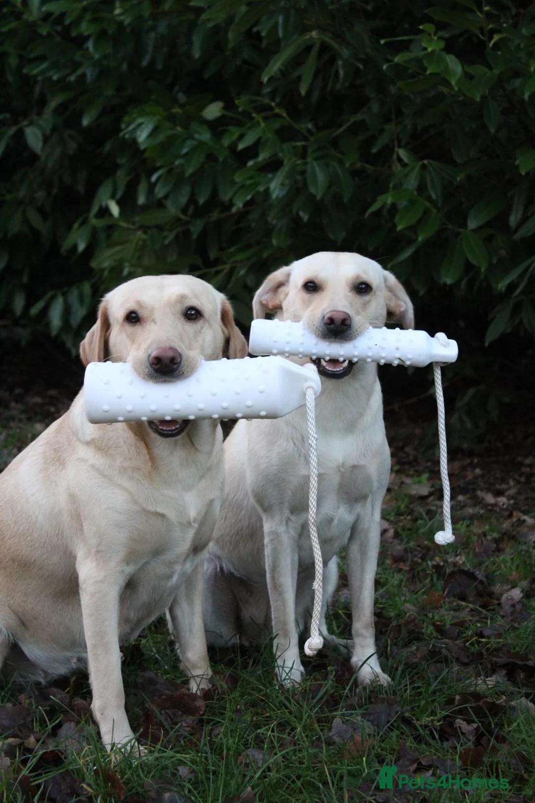 Labrador Retriever dogs for sale: Ftch sired litter proven working dogs  - Advert 8