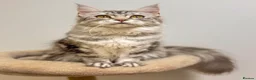 Maine Coon cats for sale: Beautiful TICA-Registered Female Maine Coons Ready - Advert 11