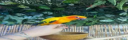Conures birds for sale: SUN Conure & Large Cage/Full set up - Advert 1