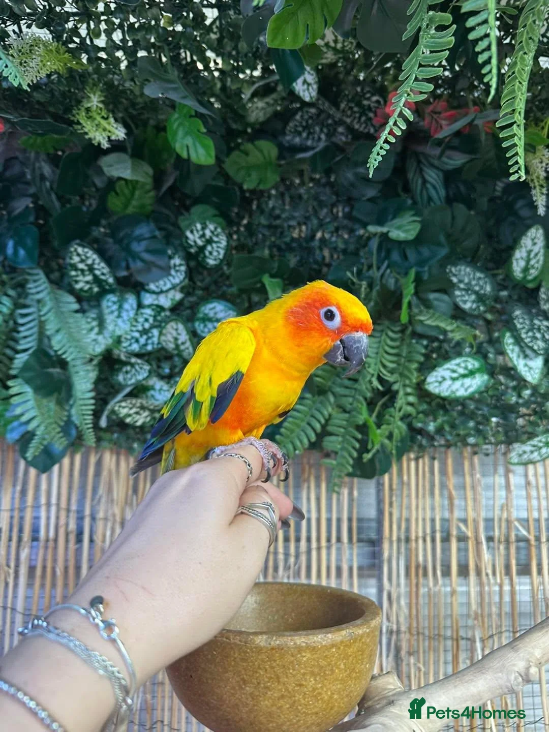 Conures birds for sale: SUN Conure & Large Cage/Full set up - Advert 1