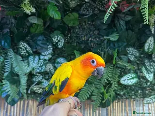 Conures birds SUN Conure & Large Cage/Full set up - Advert 7