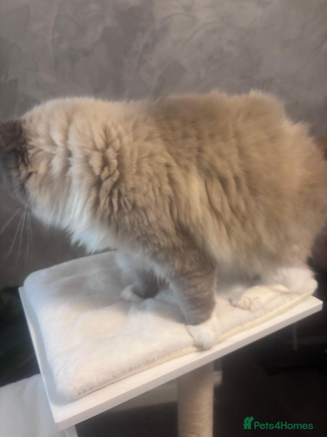 Ragdoll cats for stud: Gorgeous Ragdoll stud  - Image 5