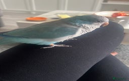 Parakeets birds for sale: Quaker Parakeet - Image 2