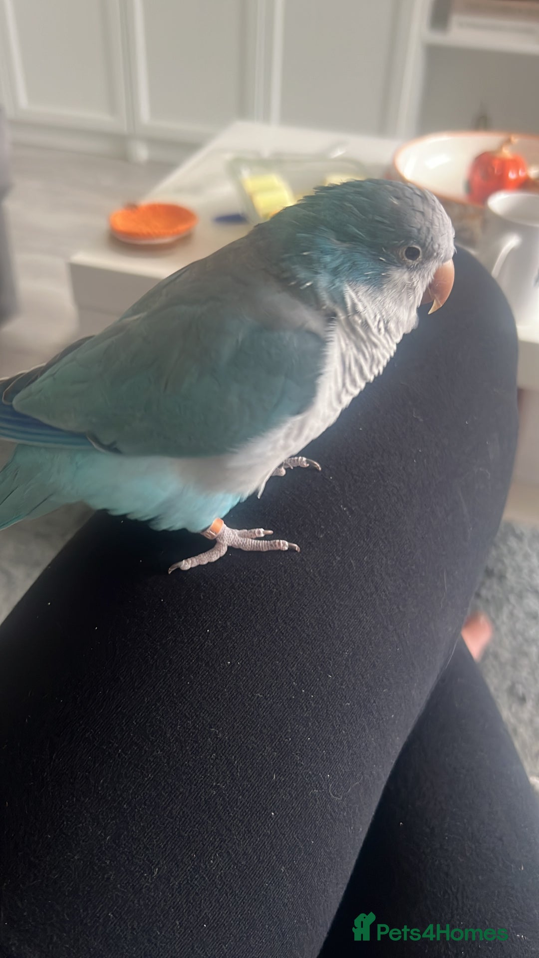 Parakeets birds for sale: Quaker Parakeet - Image 2