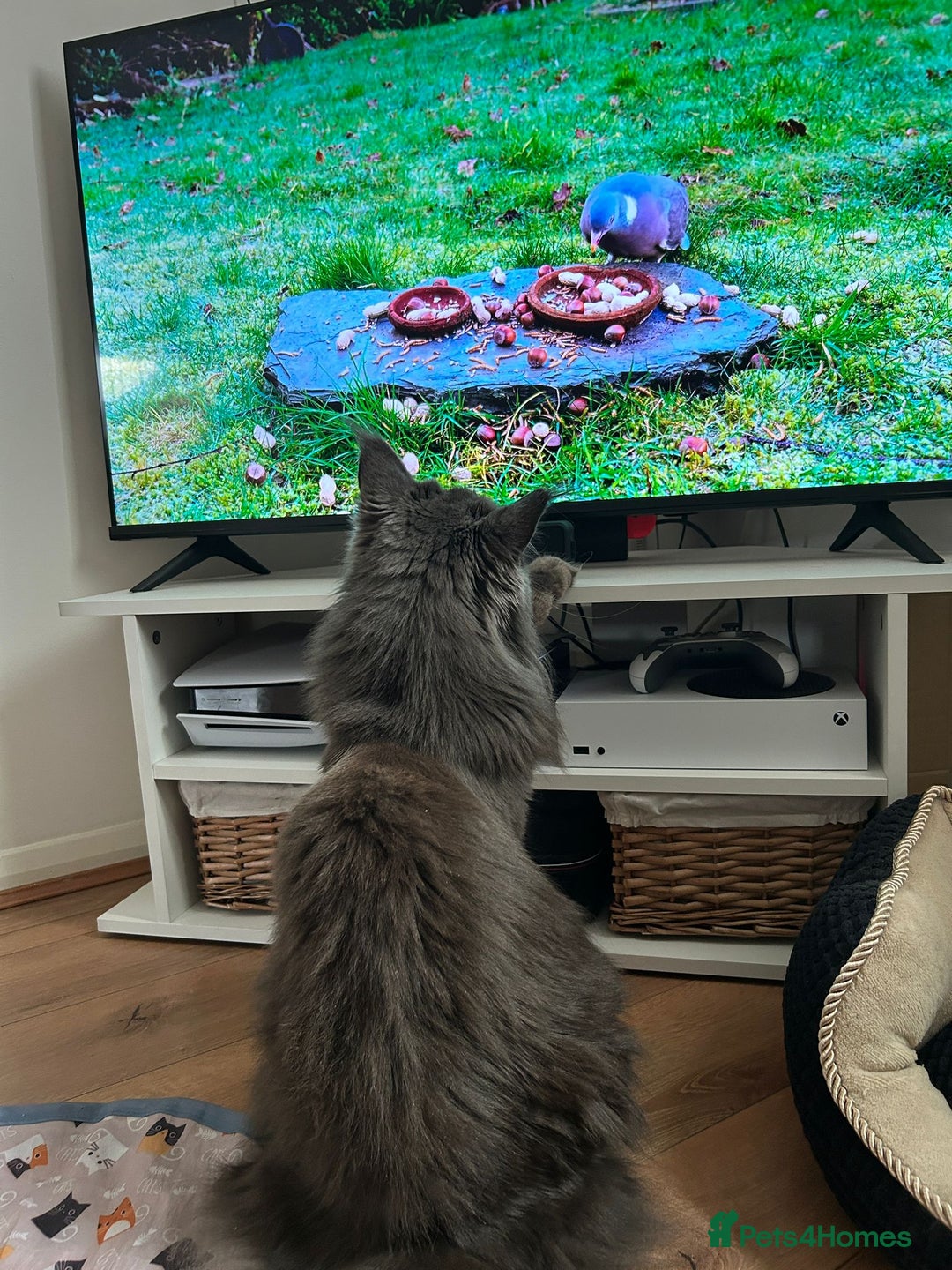 Maine Coon cats for sale: Rehoming  - Advert 5